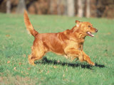 Running Dog